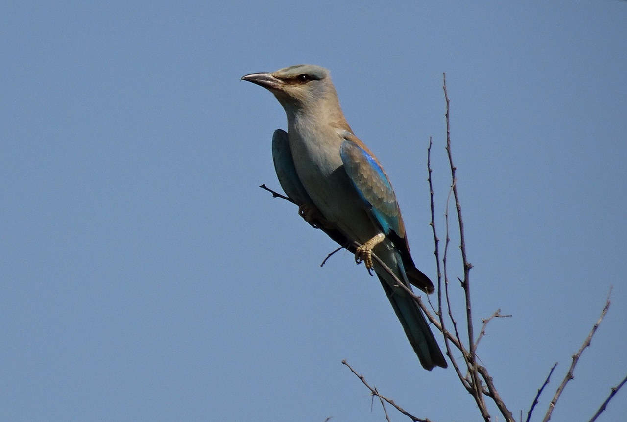 Image - roller bird european roller