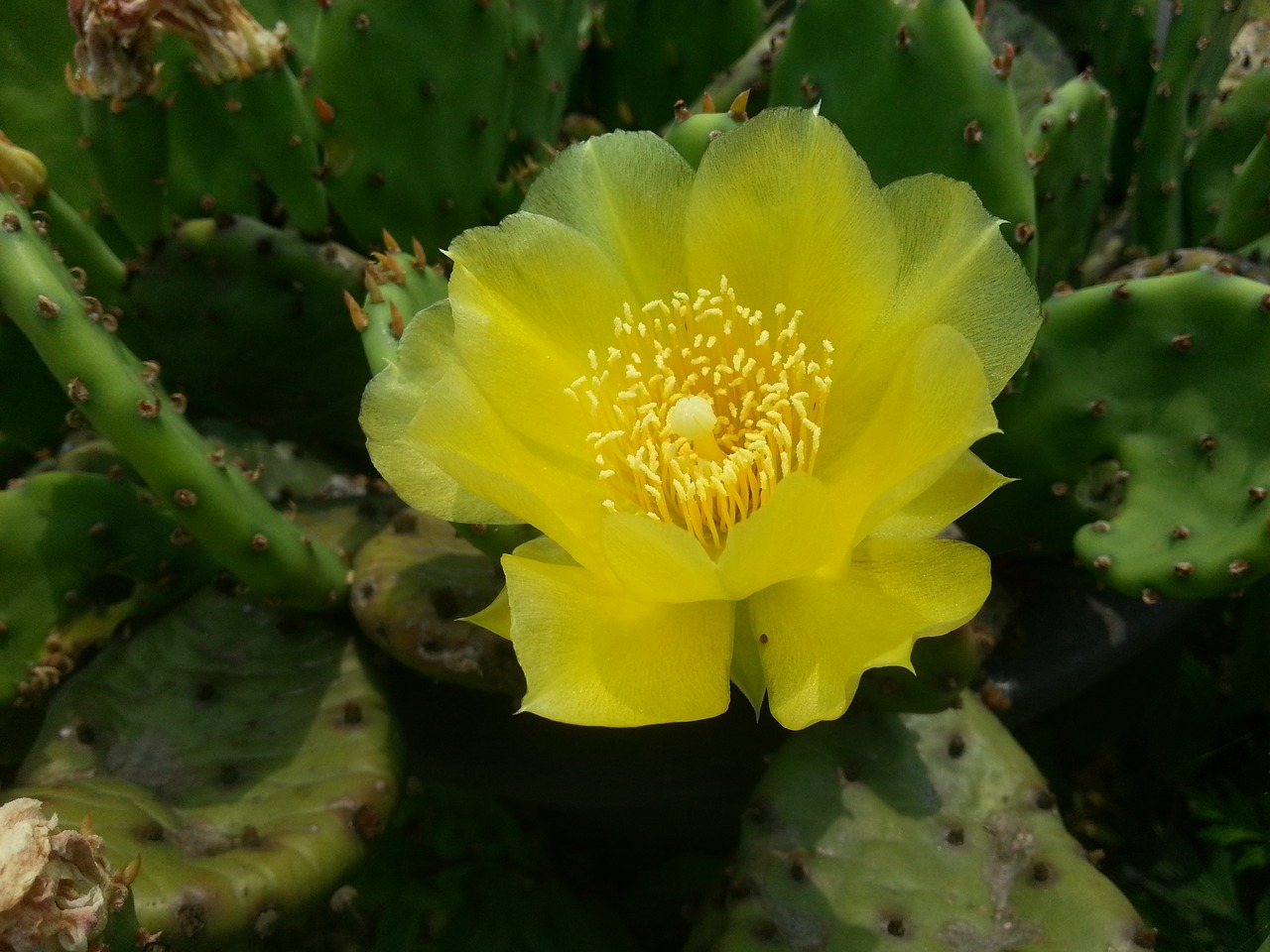 Image - yellow flowers yellow cactus flower