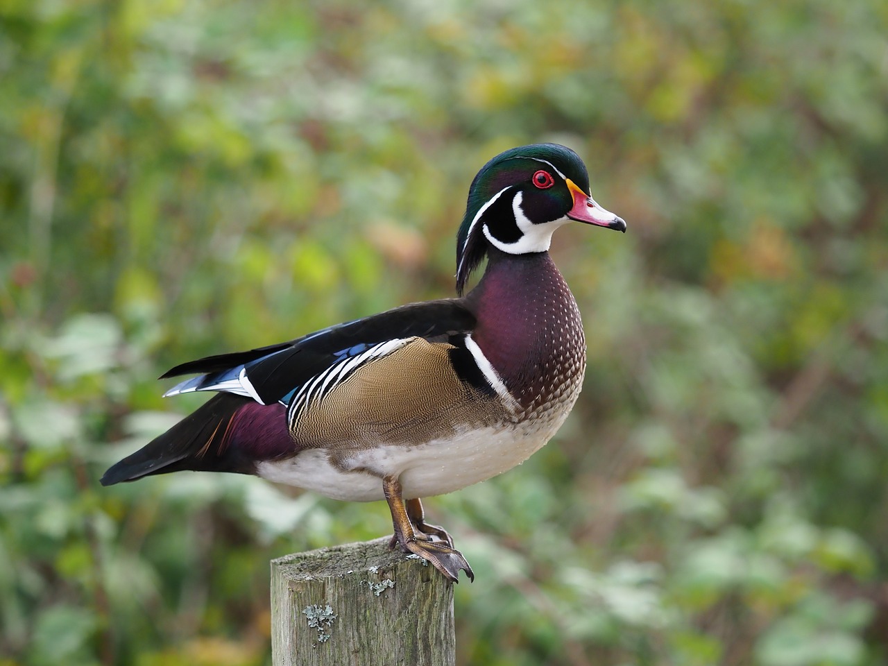 Image - wood duck bird wildlife birding