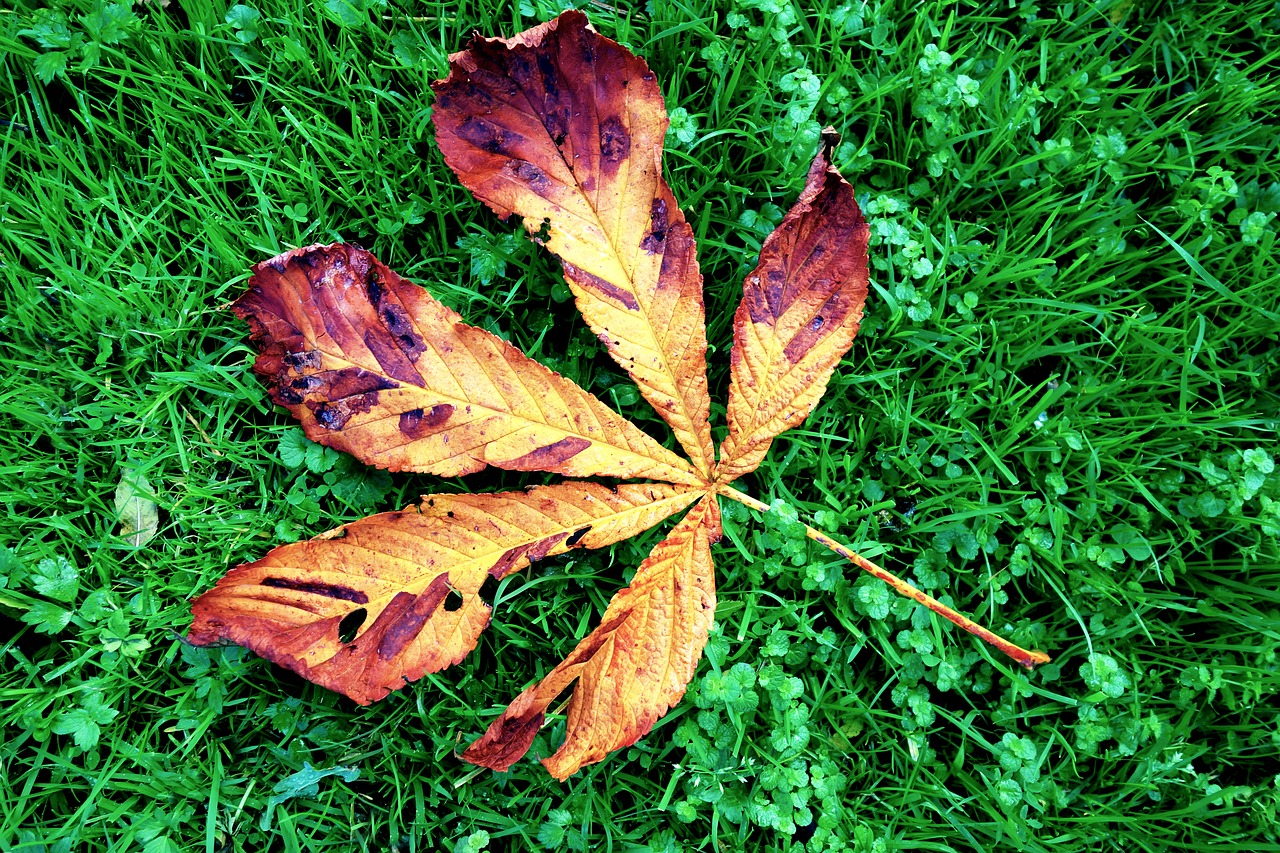 Image - chestnut leaf chestnut leaf grass