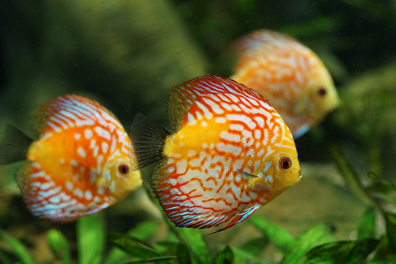 Image - discus fish aquarium freshwater