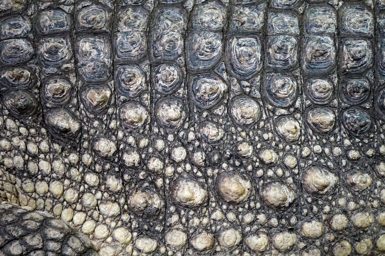 Image - crocodile scale texture close