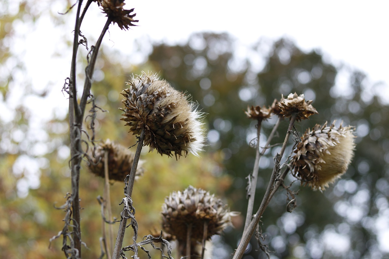 Image - nature flora tree outdoors spine