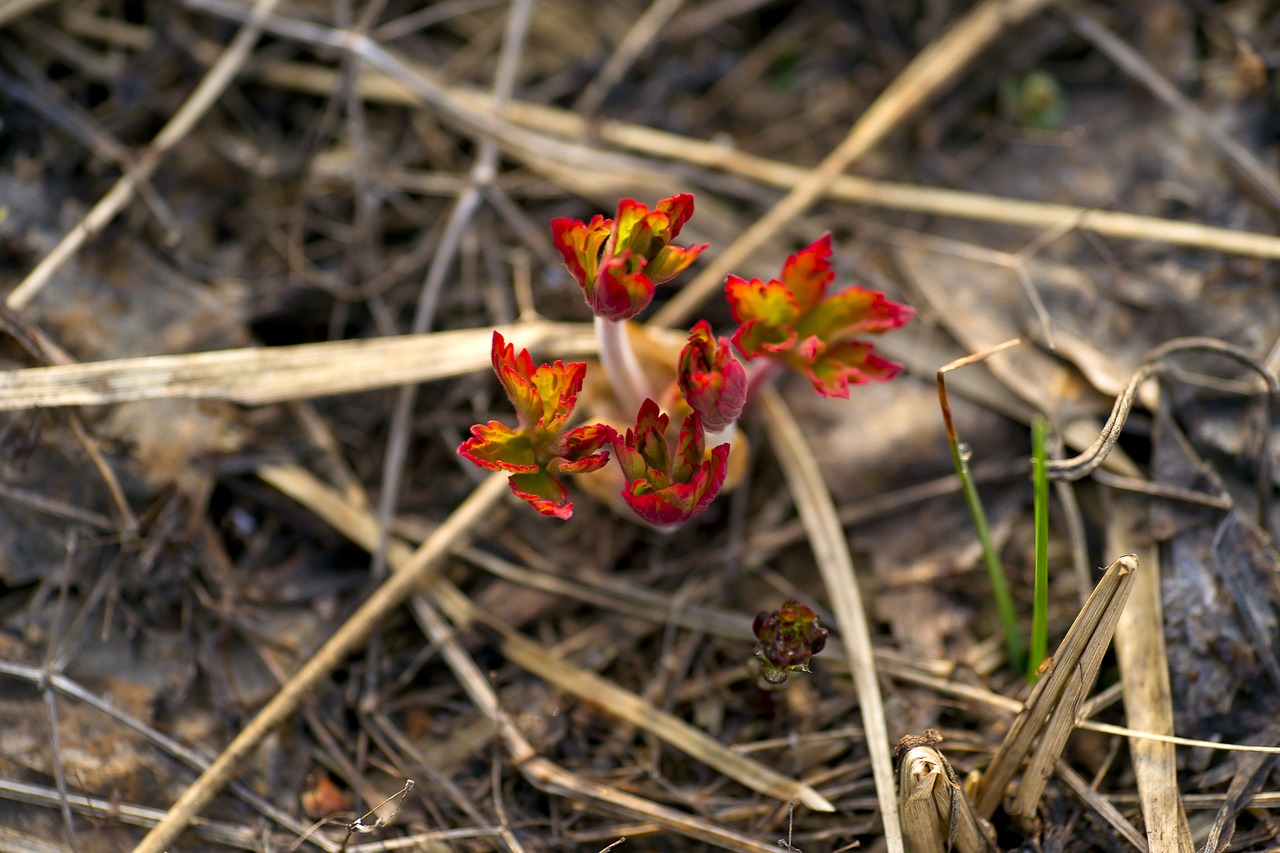 Image - the red plant siberian swamp