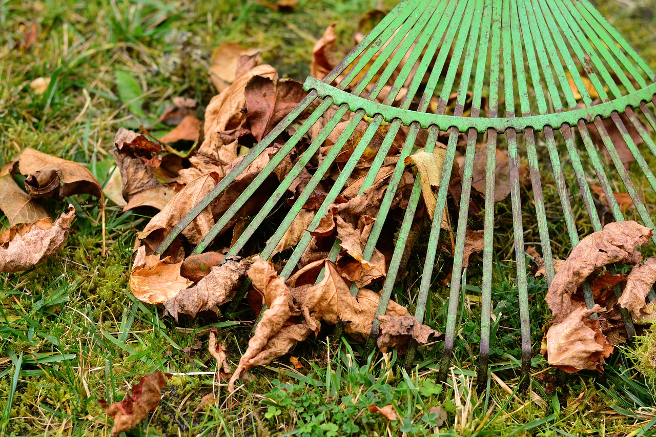 Image - leaves rake leaves computing autumn
