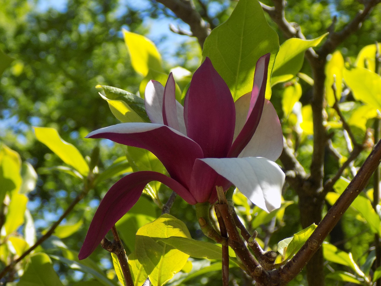 Image - magnolia botanical garden spring