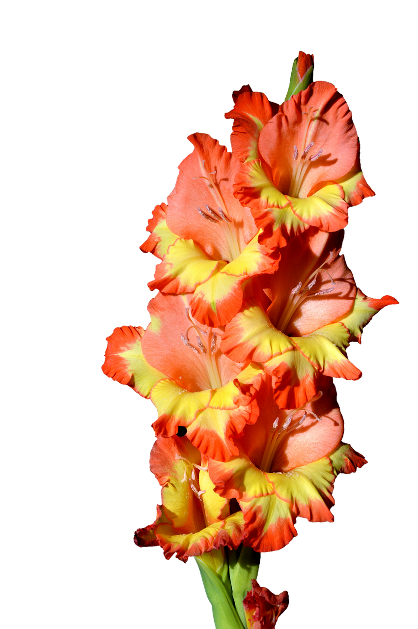 Image - gladiolus gladidus