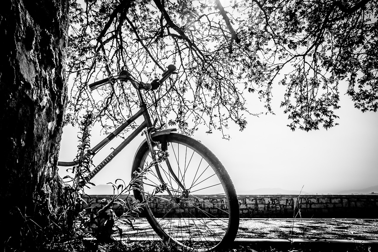 Image - bike black and white tree autumn