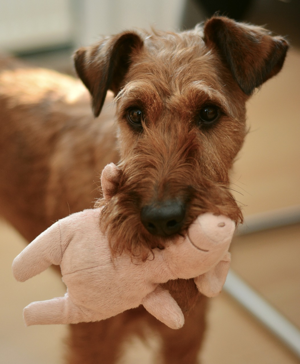 Image - dog irish terrier hundeportrait pet