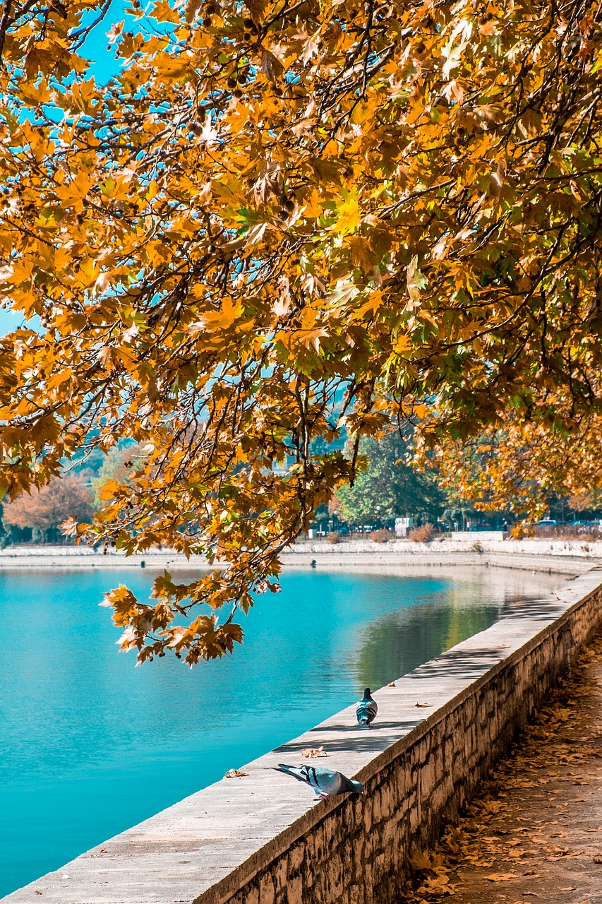 Image - autumn pigeons road tree lake