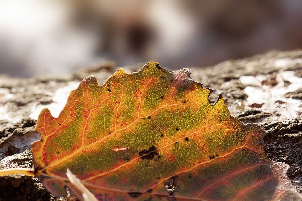 Image - autumn tree lying birch leaf