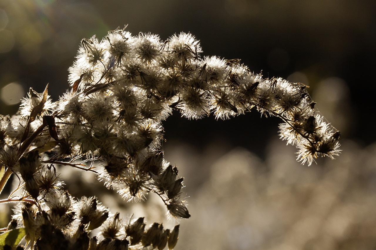 Image - autumn infructescence seeds bokeh