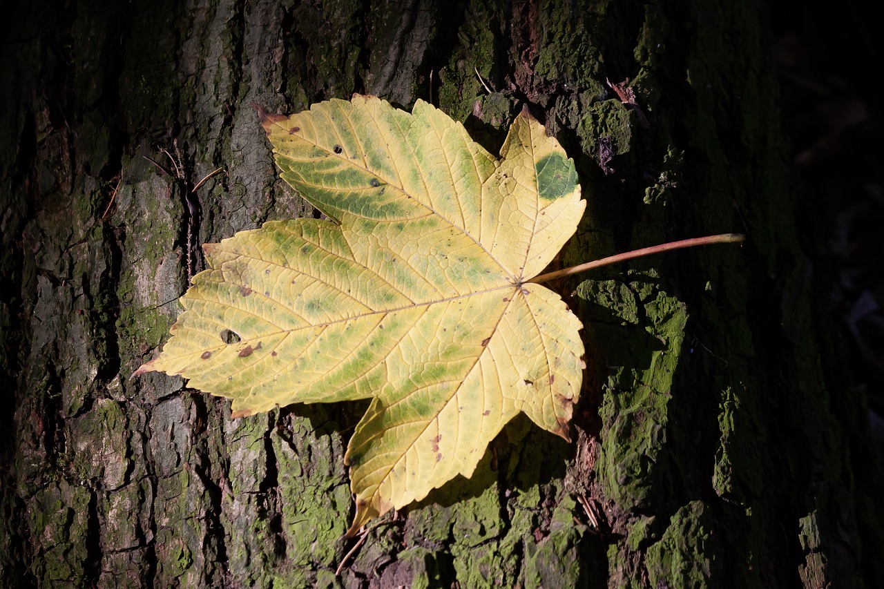 Image - autumn leaf maple tree bark