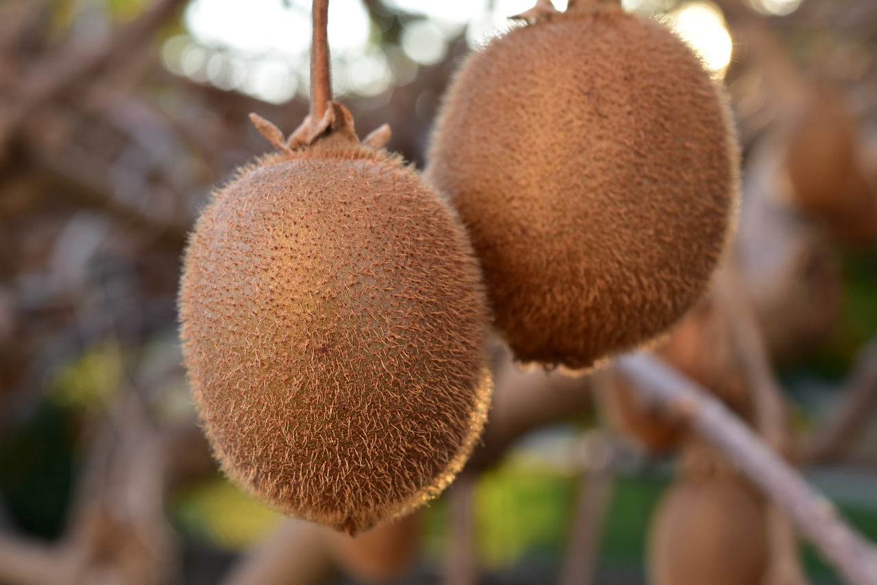 Image - kiwi fruit green foods health