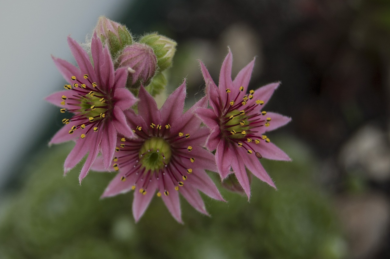 Image - nature macro stonecrop