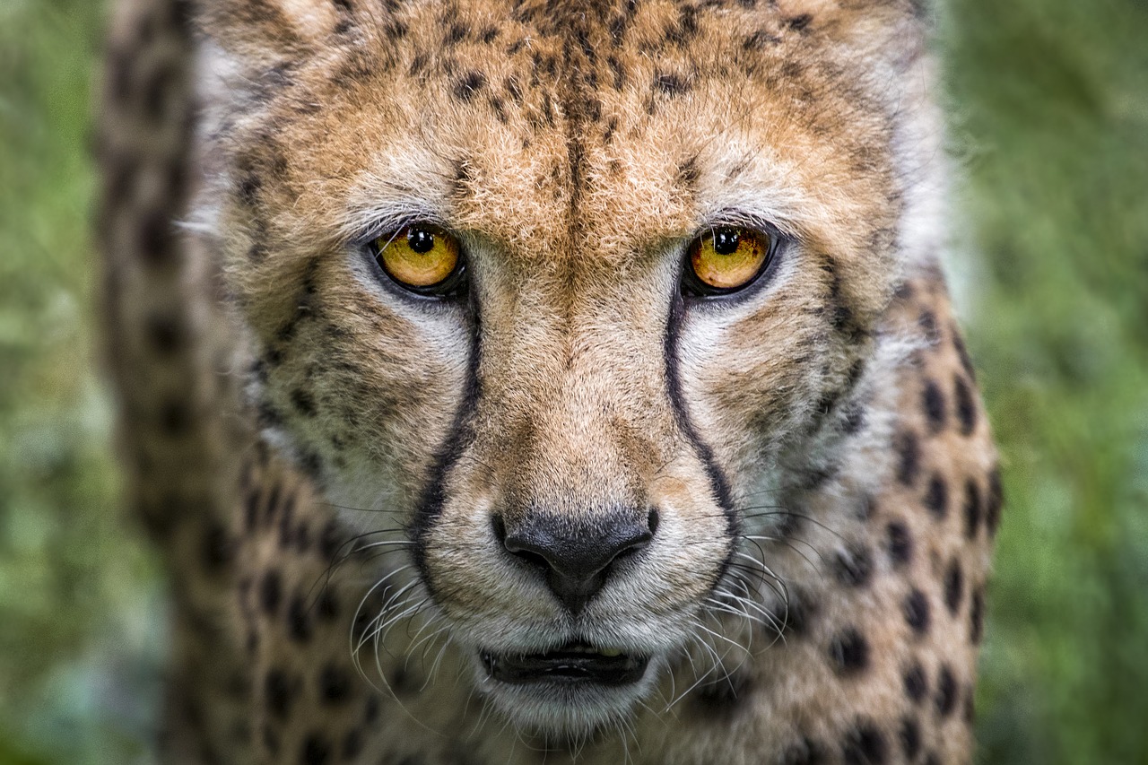 Image - cheetah cat big cat predator