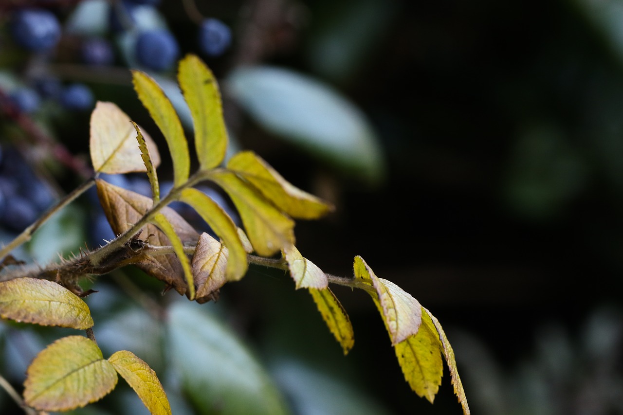 Image - autumn growth plant berry fall