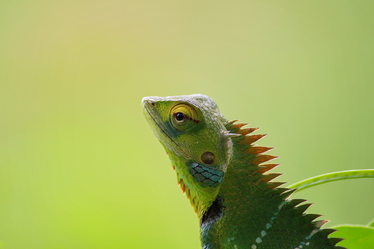 Image - chameleon animal wild wildlife