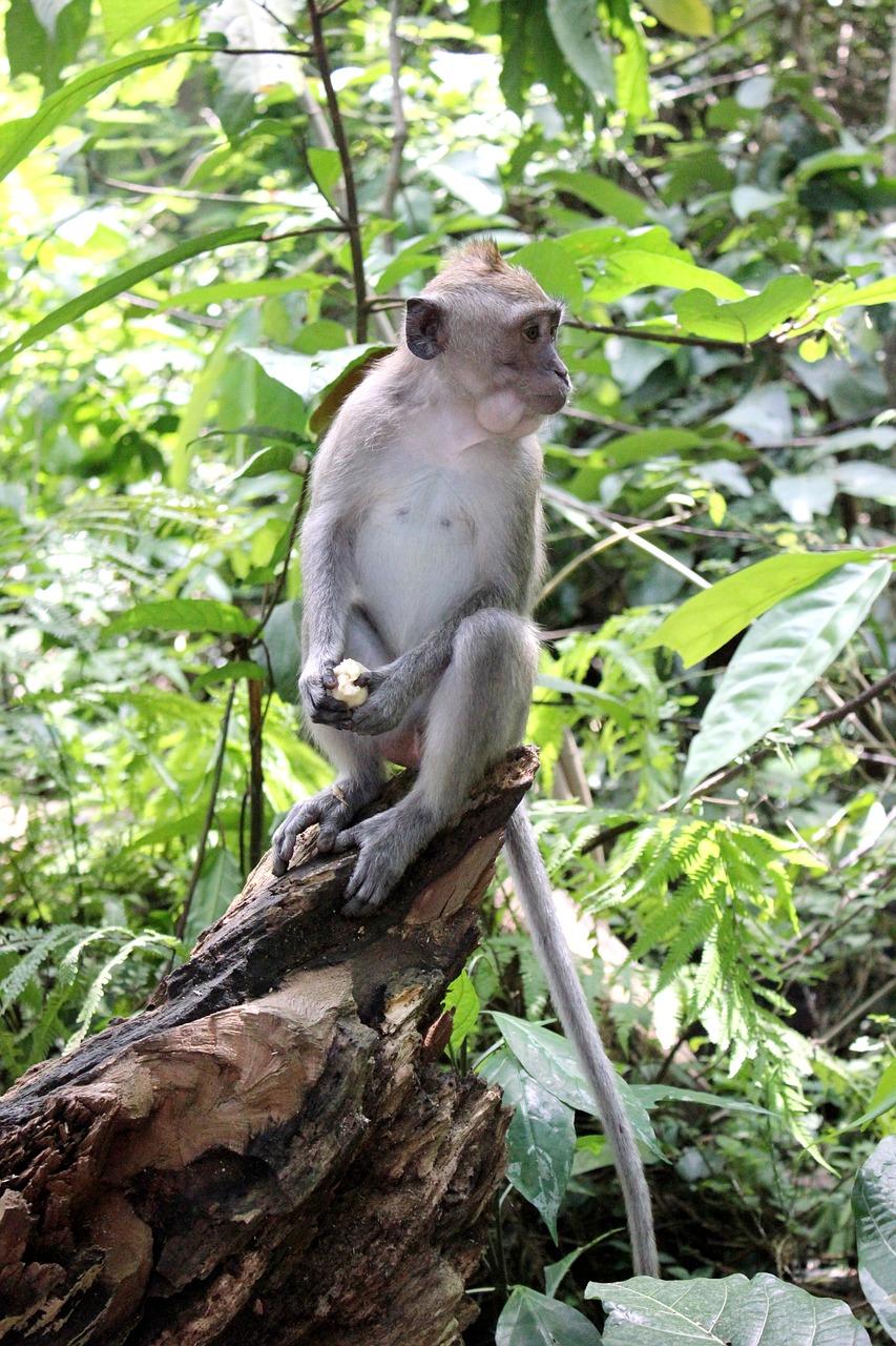 Image - nature bali monkey