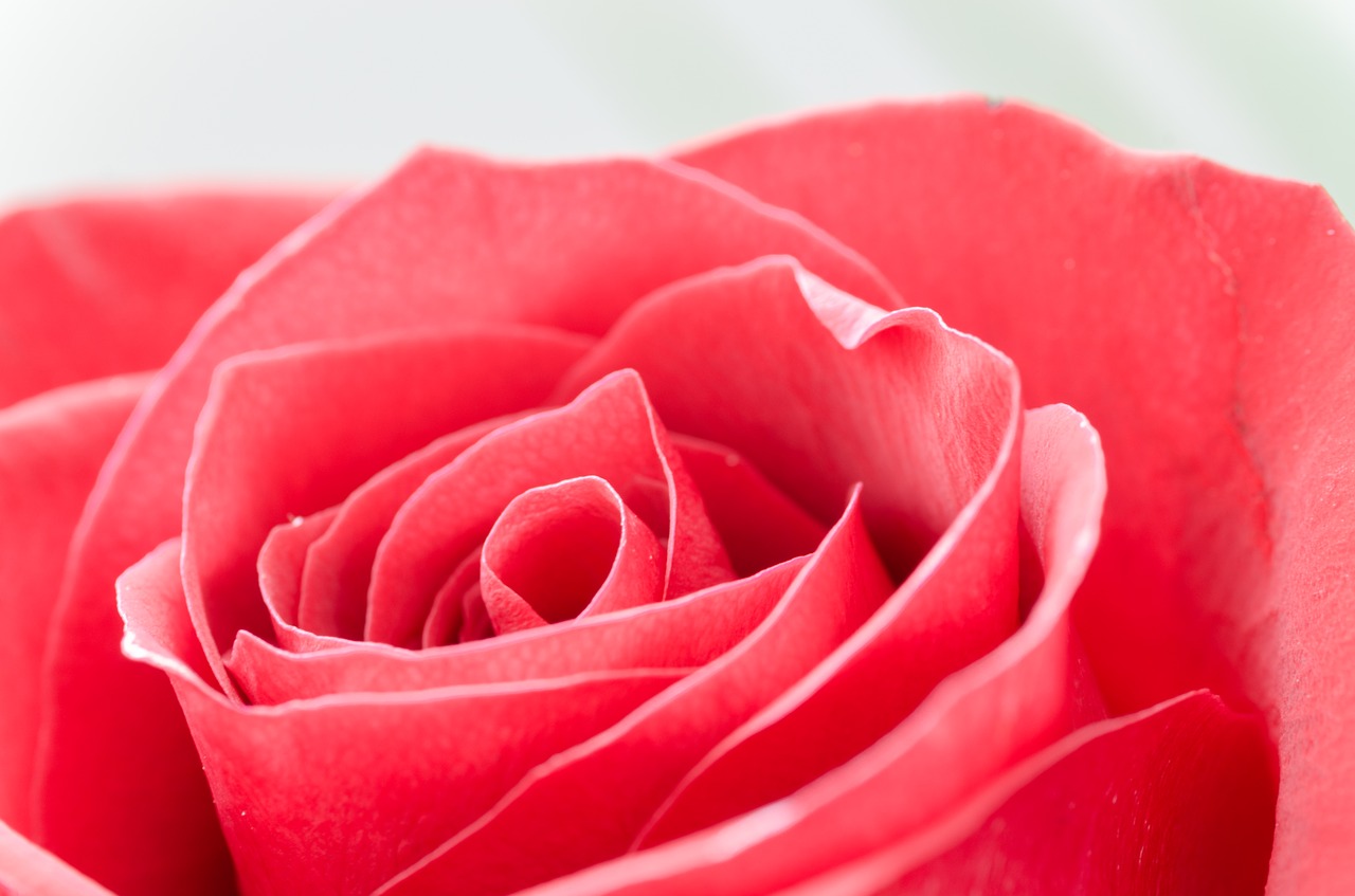Image - flower rose macro nature detail