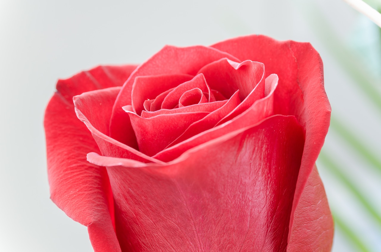 Image - flower rose macro nature detail