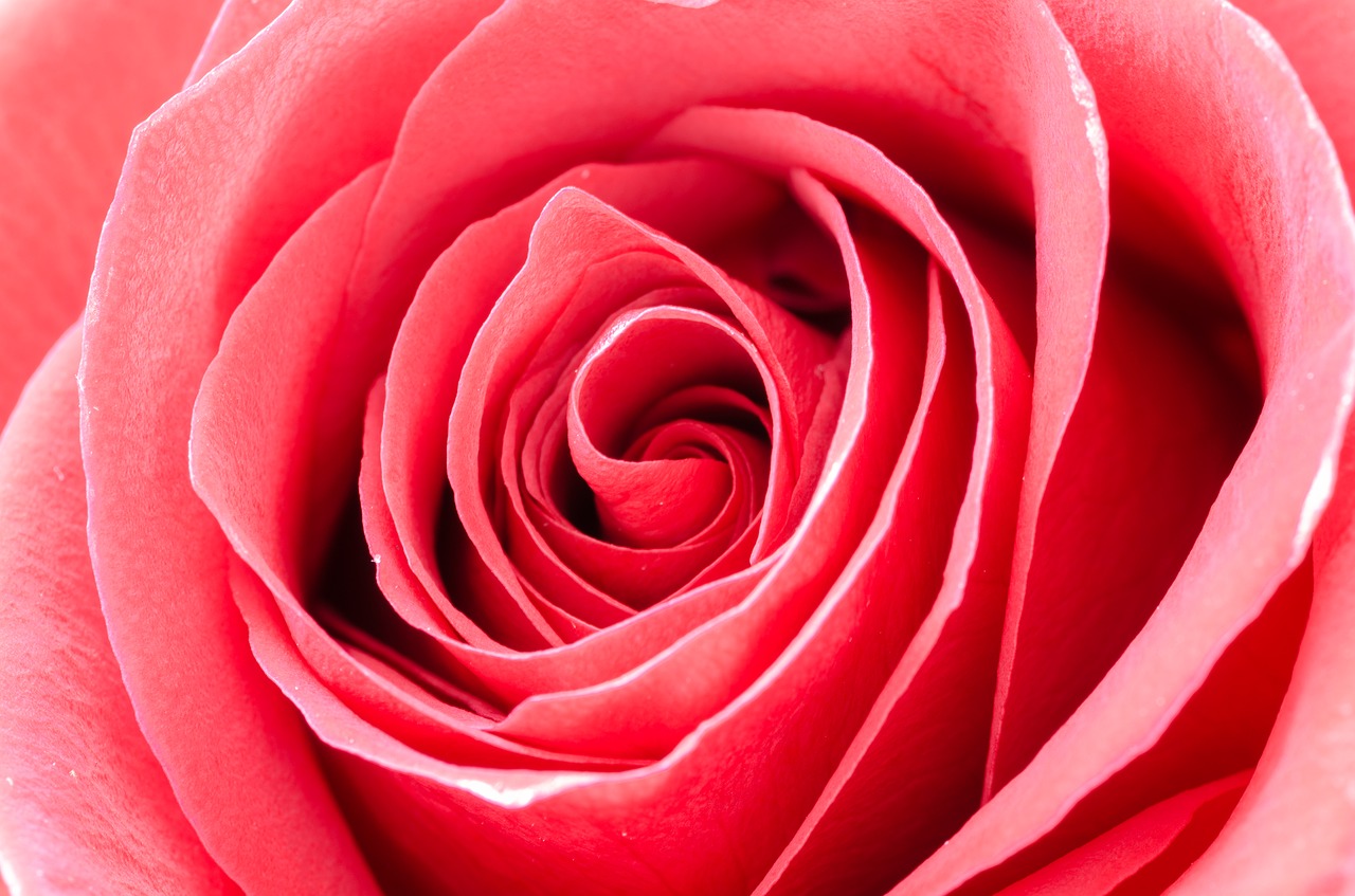 Image - flower rose macro nature detail
