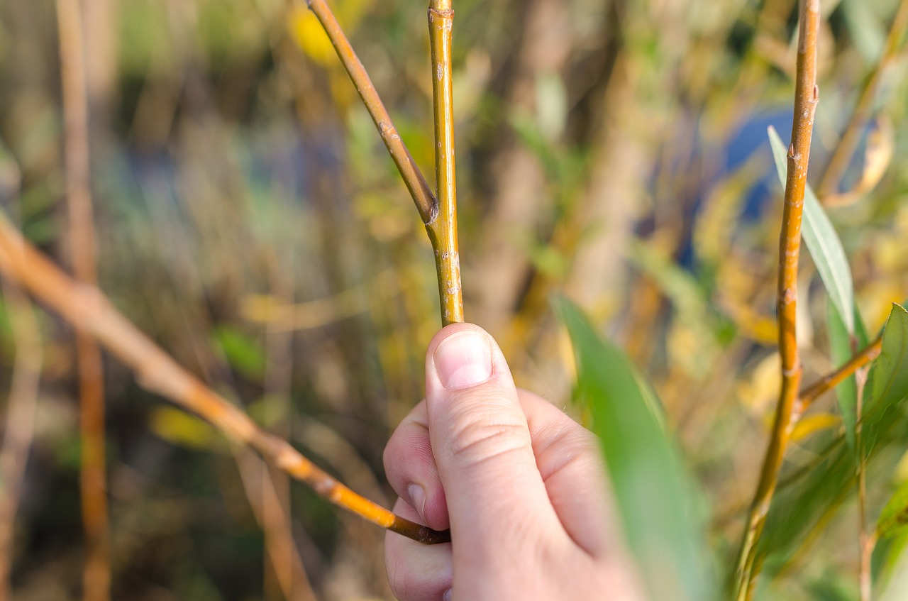 Image - willow nature plant spring tree