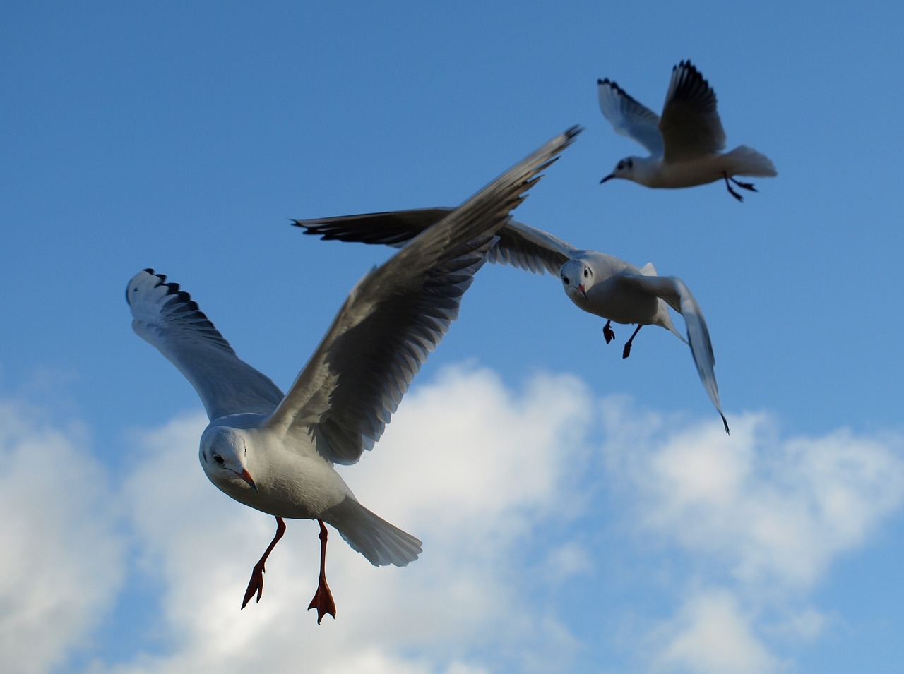 Image - seagull black headed gull water bird