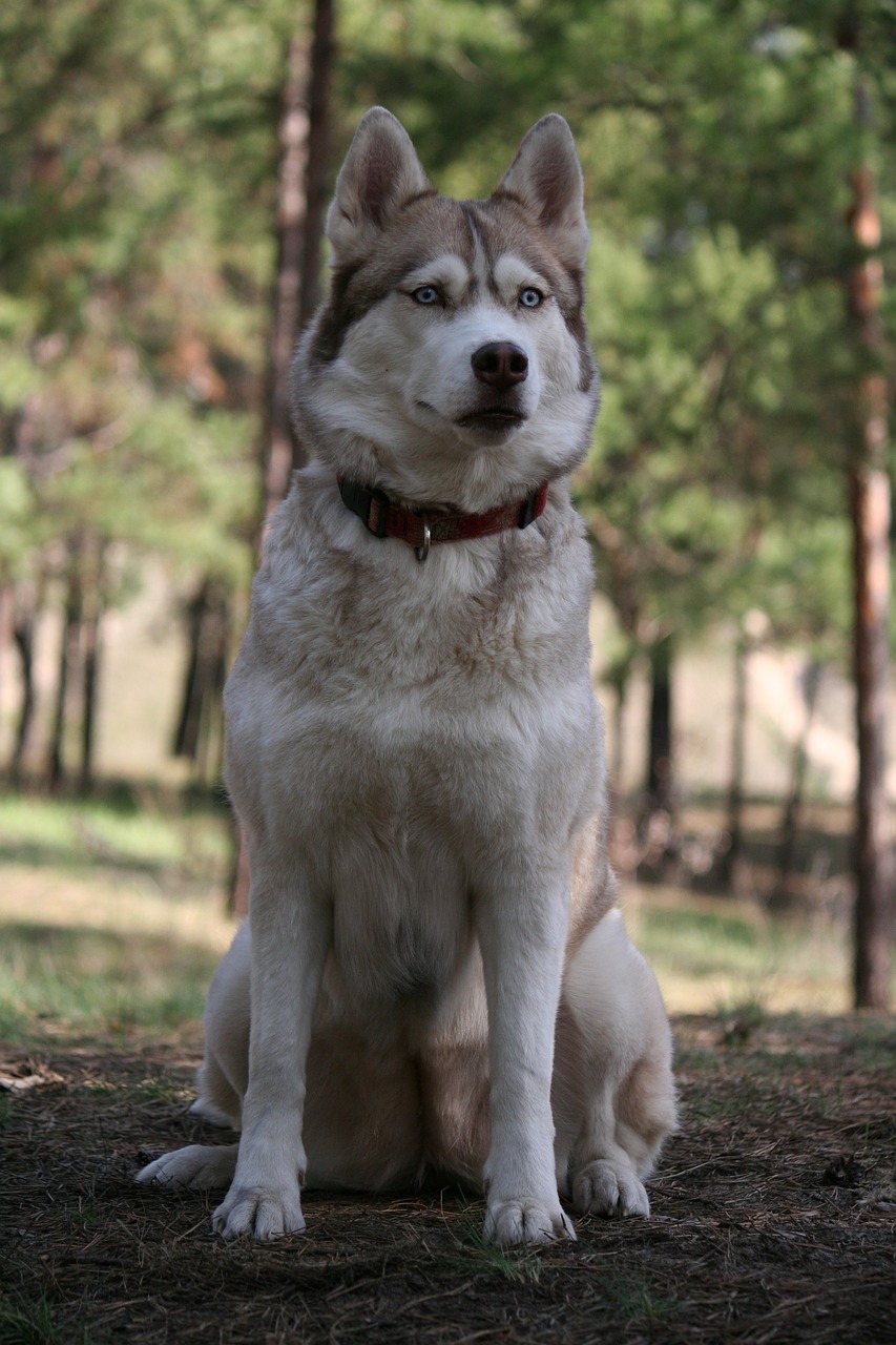 Image - forest eyes attention view tree