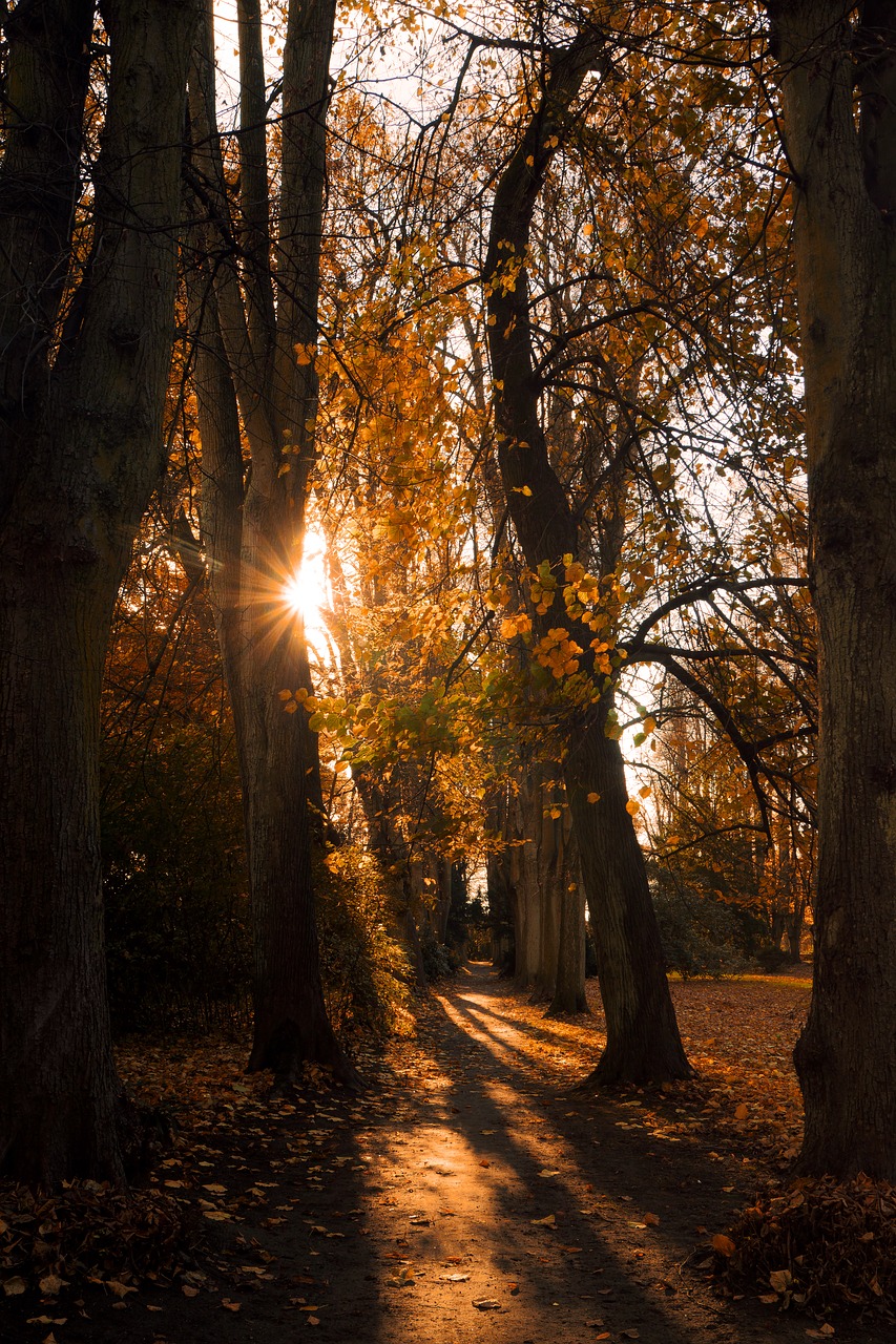 Image - landscape park forest trees nature