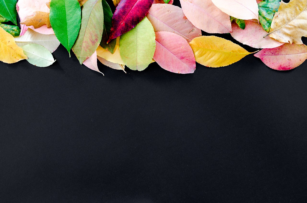 Image - autumn orange nature red yellow