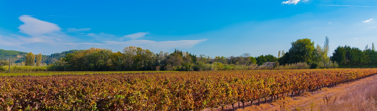 Image - vines fall vineyard color