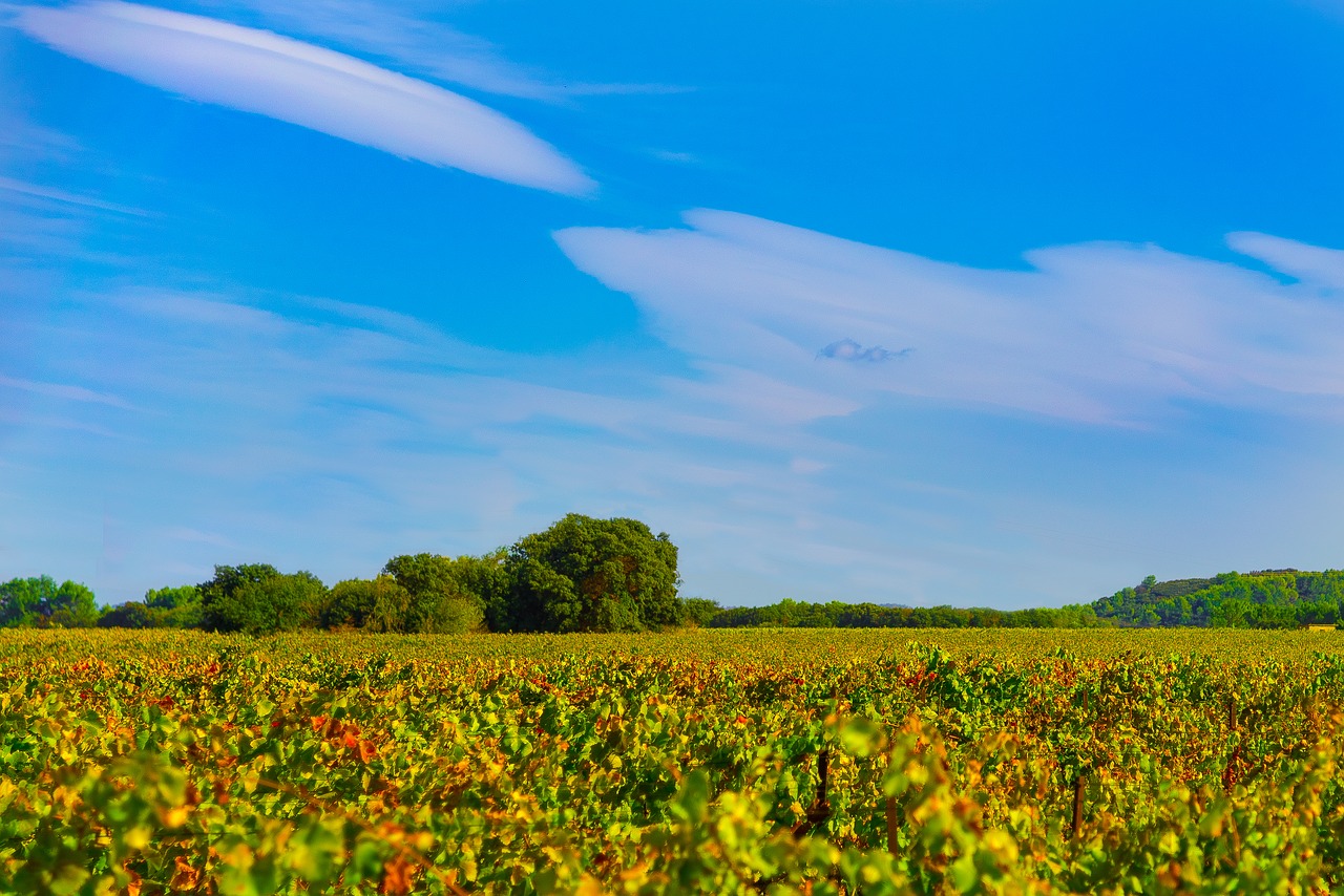 Image - vines fall vineyard color