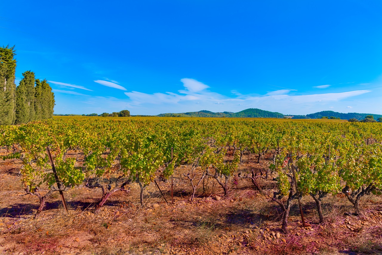 Image - vines fall vineyard color
