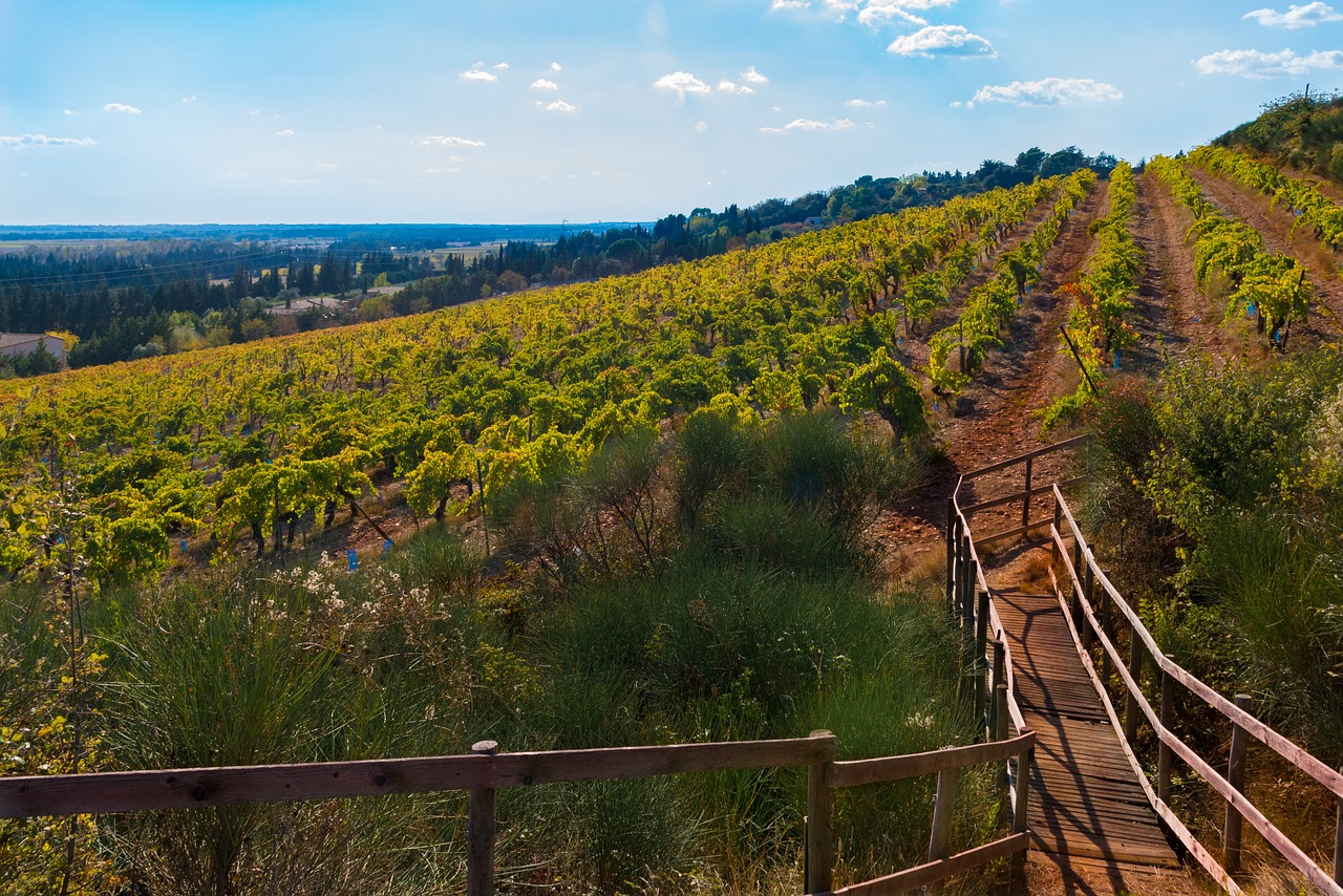 Image - vines fall vineyard color