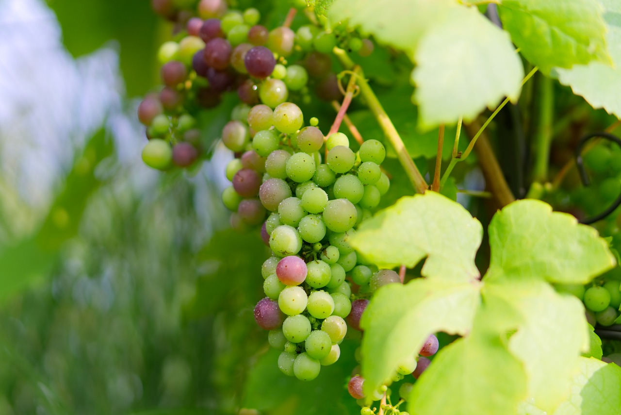 Image - grapes green grapes green healthy