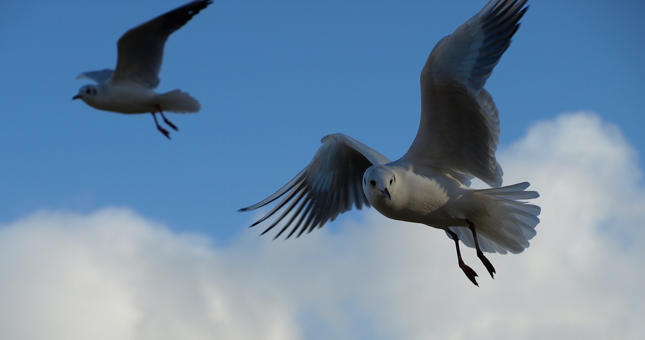 Image - seagull black headed gull water bird