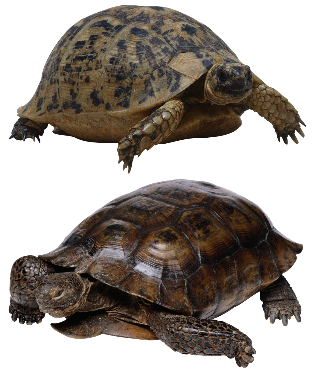 Image - turtle isolated tortoise panzer