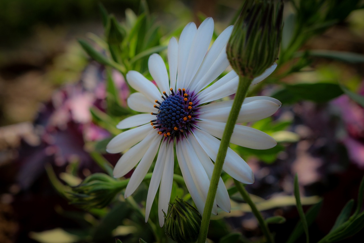 Image - flower macro photography nature