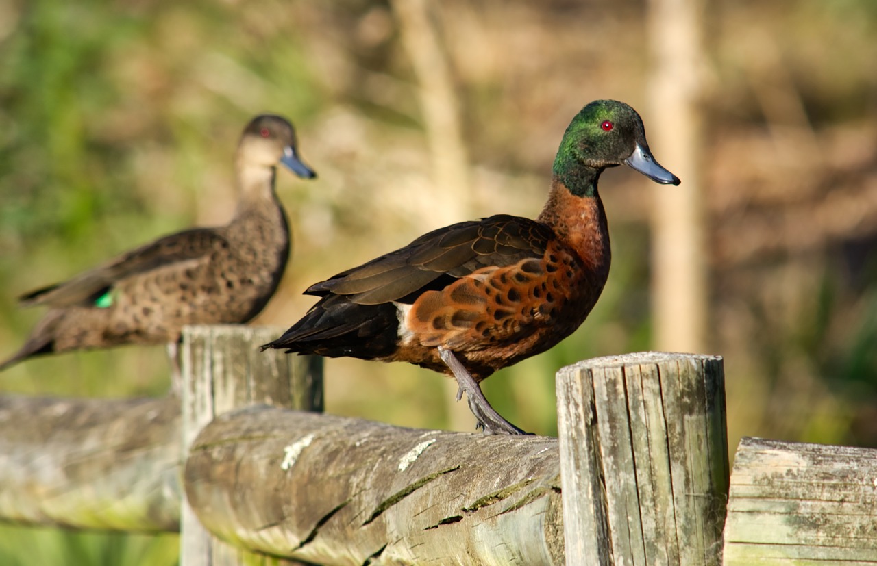 Image - duck fence bird animal water farm