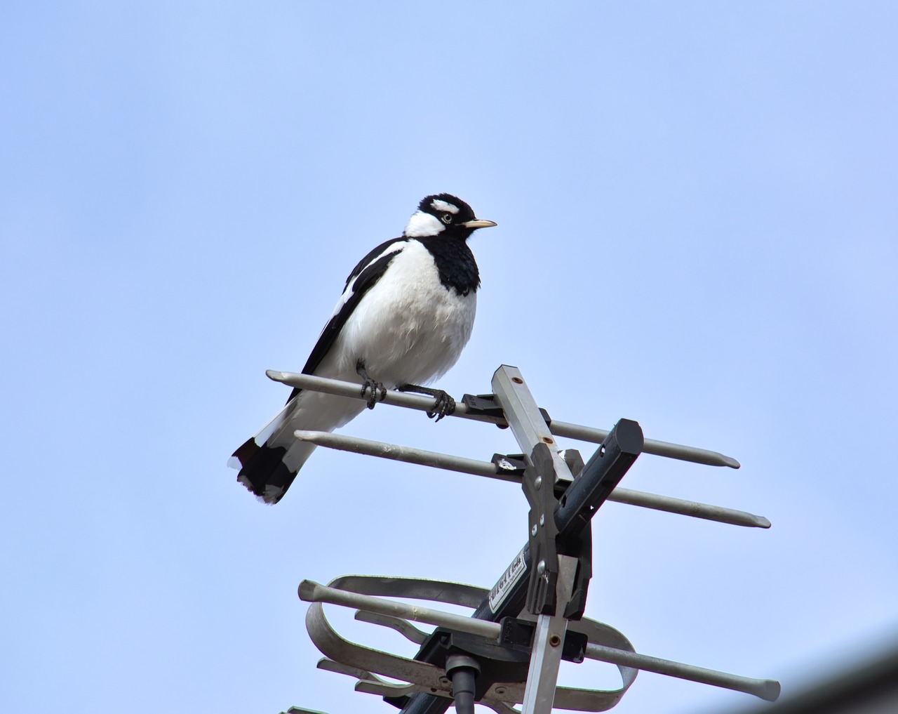 Image - bird magpie lark animal white