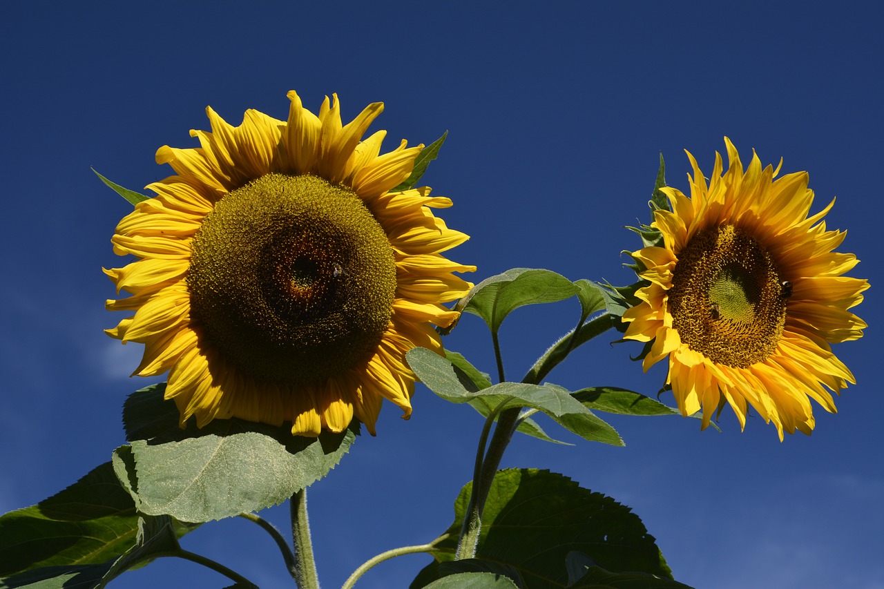 Image - flower blue sky nice weather
