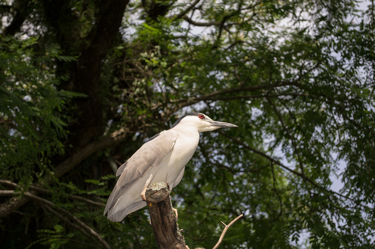 Image - ave passaro nature brasil animal