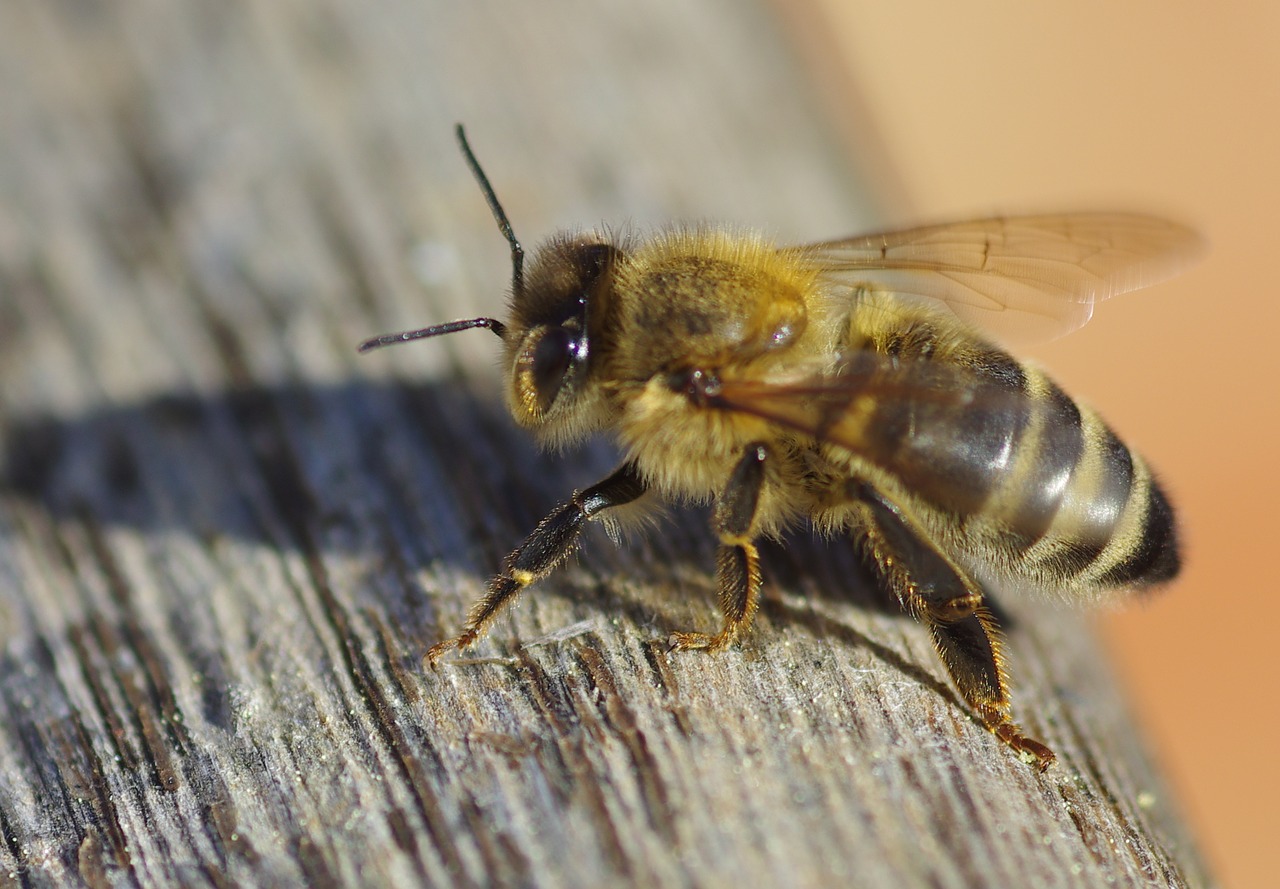 Image - bee sunshine warmth nature outdoor