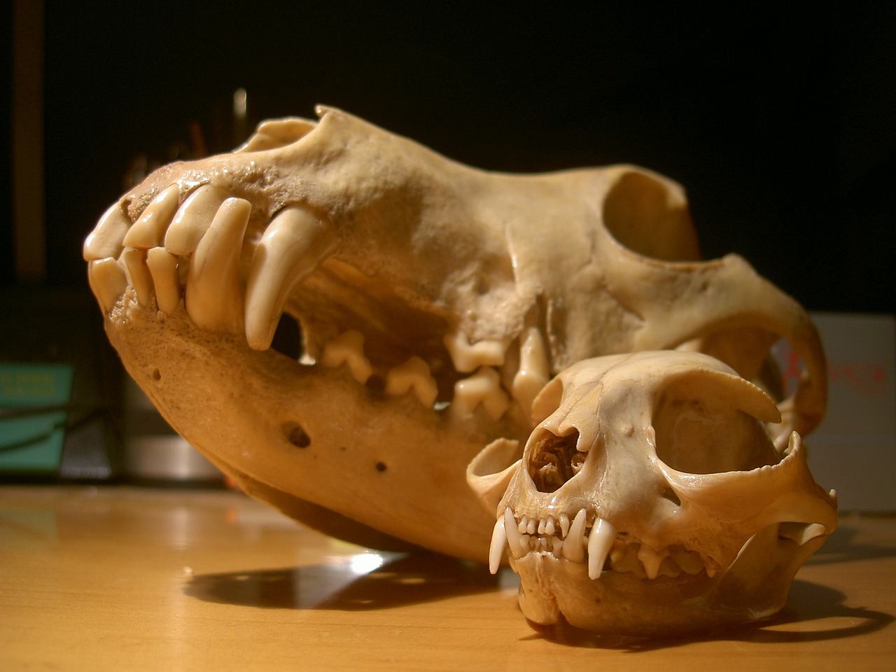 Image - skull cat dog