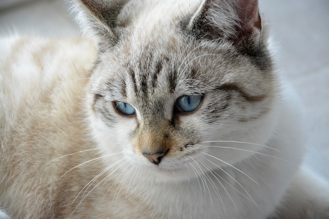 Image - cat young cat head moustache