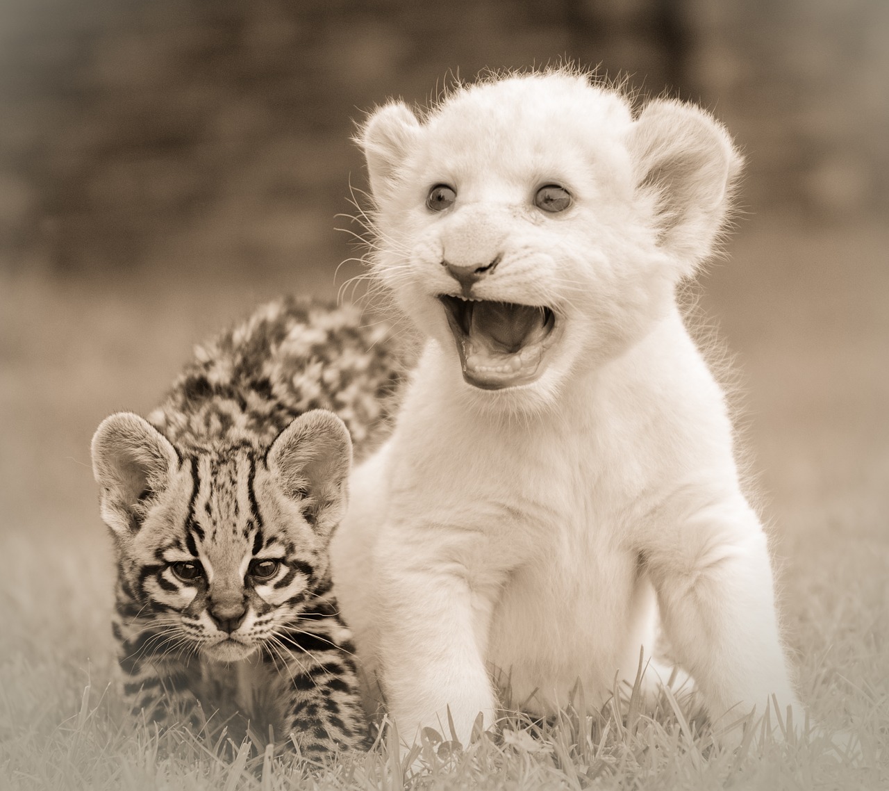 Image - friends friendship lion cub ocelot