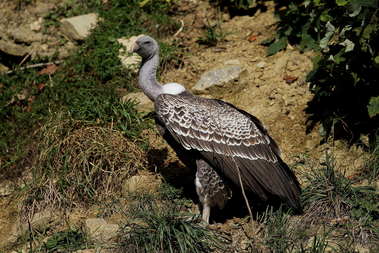 Image - vulture sperber vulture raptor