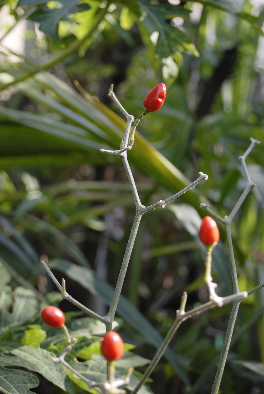 Image - chile spicy vegetable