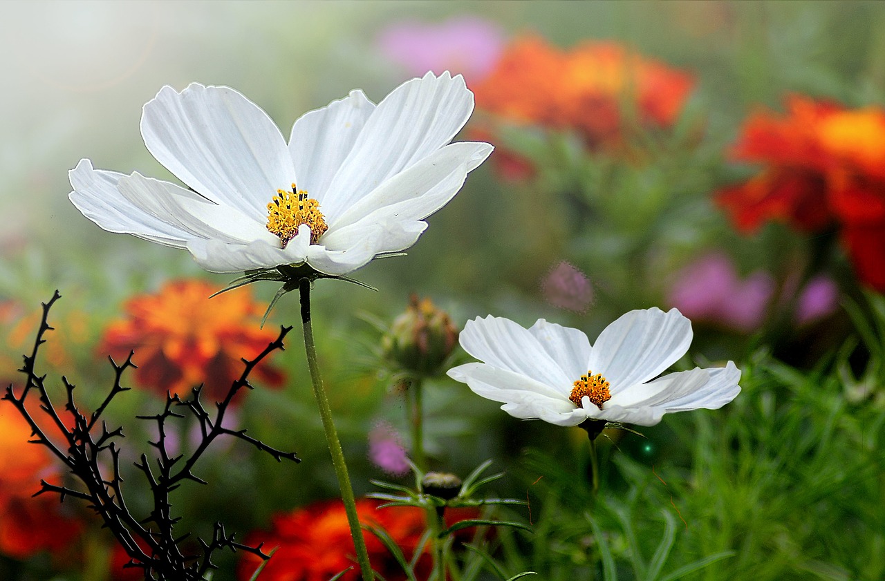 Image - flowers small flowers garden flowers